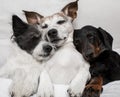 Dogs under blanket cuddling and cozy together Royalty Free Stock Photo