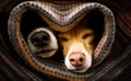 Dogs under blanket together Royalty Free Stock Photo