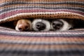 Dogs under blanket together Royalty Free Stock Photo