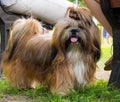 Dogs of various breeds.