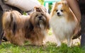 Dogs of various breeds. Royalty Free Stock Photo