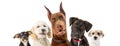 Dogs of Various Sizes Close-up Web Banner Royalty Free Stock Photo