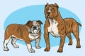 Dogs Vector Cartoon Drawing Set Collection. Bulldog and Pitbull Illustration