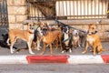 Dogs wait patiently for their dog walker to return