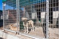 Dogs Kennels Waiting Owners Animals