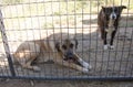 Dogs waiting to come play Royalty Free Stock Photo