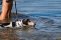 Dogs walk on a leash and with a collar on the salt water of the black Royalty Free Stock Photo