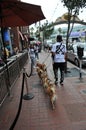 DOGS WALKER IN HISTORIC HEART GASLAMP IN SAN DIEGO