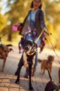 Dogs walking outdoors and enjoying with dog walker Royalty Free Stock Photo