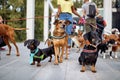 Dogs walking outdoors and enjoying with dog walker Royalty Free Stock Photo