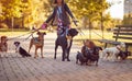 Dogs walking in the park and enjoying with dog walker Royalty Free Stock Photo
