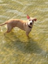 Dogs water river play love joy