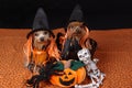 Dogs wearing costumes Royalty Free Stock Photo