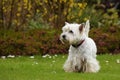 West Highland White Terrier