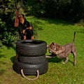 Dogs who train the muscle