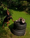 Dogs who train the muscle