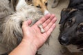 the dogsis waiting for a tasty treat. treat for a dog in the form of a bone in a human hand. dog training Royalty Free Stock Photo