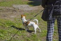 Dogsitter walking with jack russell terrier. Dog on a green lawn