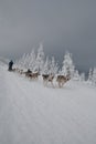 Dogsled on trail of Sedivacek's long Royalty Free Stock Photo