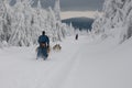 Dogsled on trail of Sedivacek's long Royalty Free Stock Photo