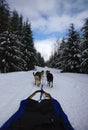 Dogsledding in Callaghan Valley, BC Royalty Free Stock Photo