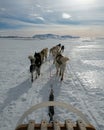 Dogsledding on a cold day in Icleand Royalty Free Stock Photo