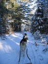 Dogsledding in the deep forest - Quebec Royalty Free Stock Photo