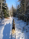 Dogsledding and human shadows - Quebec Royalty Free Stock Photo
