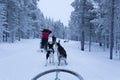 Dogsledding in Lapland during polar night