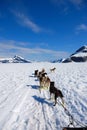 Dogsledding