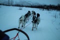 Dogsledding in the Sami People region of Abisko National Park in Sweden and Norway