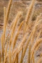 Dogtail grass 001 Royalty Free Stock Photo