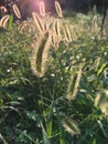 Dogtail grass in the sun