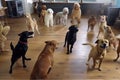 dogtastic dance party, with multiple canines shaking their paws and barking in unison Royalty Free Stock Photo