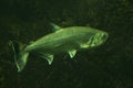 Dogtooth characin, payara Hydrolycus armatus.