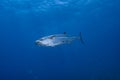 Dogtooth Tuna Gymnosarda unicolor Royalty Free Stock Photo