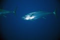 Dogtooth tuna (gymnosarda unicolor) Royalty Free Stock Photo