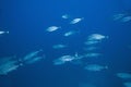 Dogtooth tuna (gymnosarda unicolor) Royalty Free Stock Photo