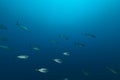Dogtooth tuna in the Red Sea. Royalty Free Stock Photo
