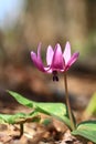 Dogtooth violet Royalty Free Stock Photo