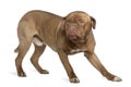 Dogue de Bordeaux, 1 and a half years old Royalty Free Stock Photo
