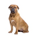 Dogue de Bordeaux (1 year) Royalty Free Stock Photo