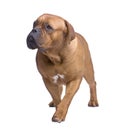 Dogue de Bordeaux (1 year) Royalty Free Stock Photo