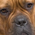 Dogue de Bordeaux (1 year) Royalty Free Stock Photo