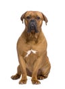 Dogue de Bordeaux (1 year) Royalty Free Stock Photo