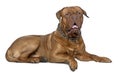 Dogue de Bordeaux, 11 months old, lying Royalty Free Stock Photo