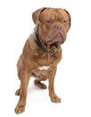 Dogue de Bordeaux (18 months old) Royalty Free Stock Photo