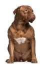 Dogue de bordeaux, 2 and a half years old Royalty Free Stock Photo