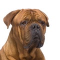 Dogue de Bordeaux (2 years)