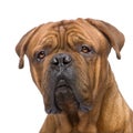 Dogue de Bordeaux (2 years) Royalty Free Stock Photo